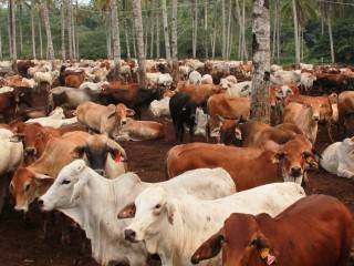Australian cattle in a feedlot near Bandar Lampung in Indonesia. 