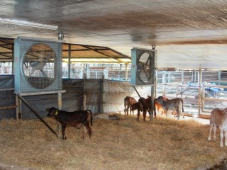 Calves in the dedicted intensive centre at Jabung.
