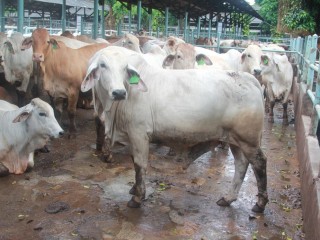 Australian cattle pictured in a TUM feedlot in Jakarta in June. With import permits exhausted, the feedlot will run out of imported cattle by Christmas, its owner says.