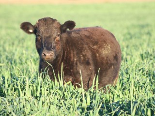 Seed sales point to larger plantings of oats across eastern Australia this year. 