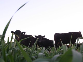 Proprietary seed sales suggest this year's winter oats plantings are about 30pc back on last year's reduced levels.