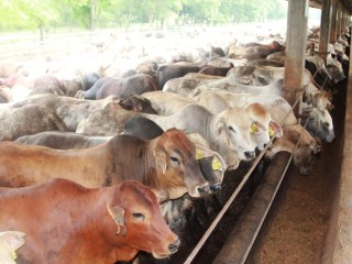 Brahman and Brahman/Euro cross cattle on feed at Santori's Bekri feedlot near Bandar Lampung in Indonesia