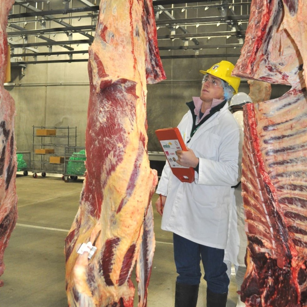Isaac Allen, CSU Wagga judging beef carcases at the 2012 ICMJ contest