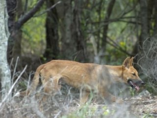 Research into aerial baiting of wild dogs is included in 13 new projects to be funded under the Australian Pest Animal Research Program in 2012.