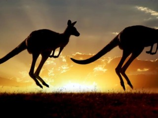 Kangaroo populations are bouncing back to high levels in pastoral areas,