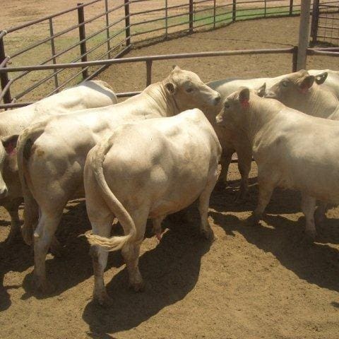Young 'Tuli Grey' bulls (50pc Tuli x 50pc Murray Grey) ready to be mated to Charbray females as part of Kidman's composite building program