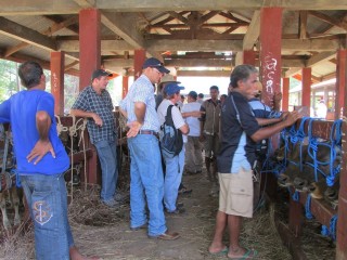 NTCA delegates visit the Kupang cattle market.