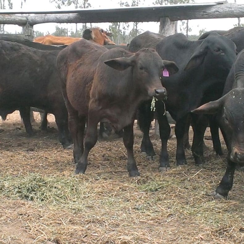 Leaone Munn with Brangus cattle destined for the Luv Meats brand program on her property, Lakota Vue  