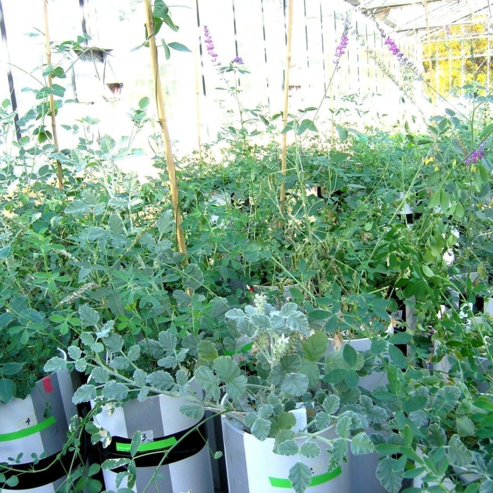 The two new legume varieties under greenhouse trial