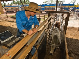 Loading northern cattle export. 