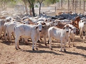 Final export figures for 2011 show the Federal Government ban cost northern Australian cattle producers about 110,000 head in exports to their most important market.