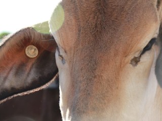 Live export buyers are casting the net for suitable cattle further south to fill feeder and slaughter cattle orders out of Darwin and Townsville.