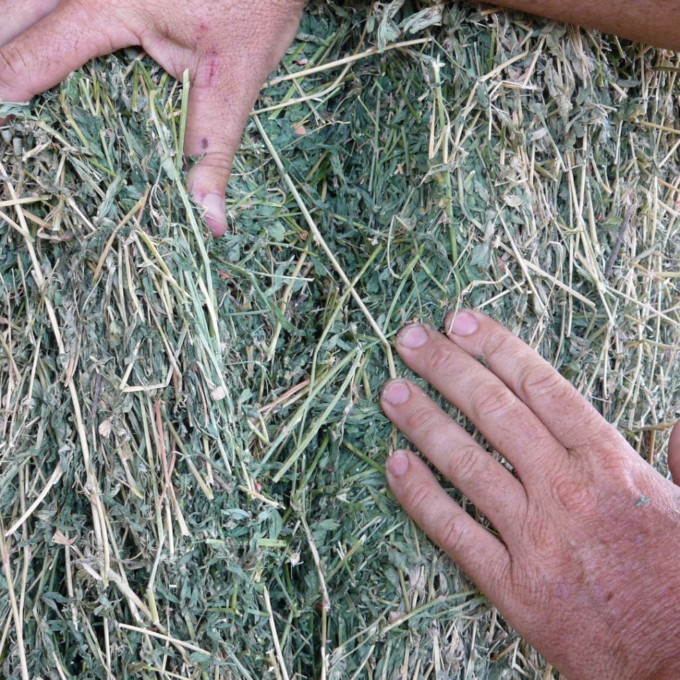 Titan 9 has a fine stem and good leaf retention for quality hay under his growing conditions, Ken Schmidt has found