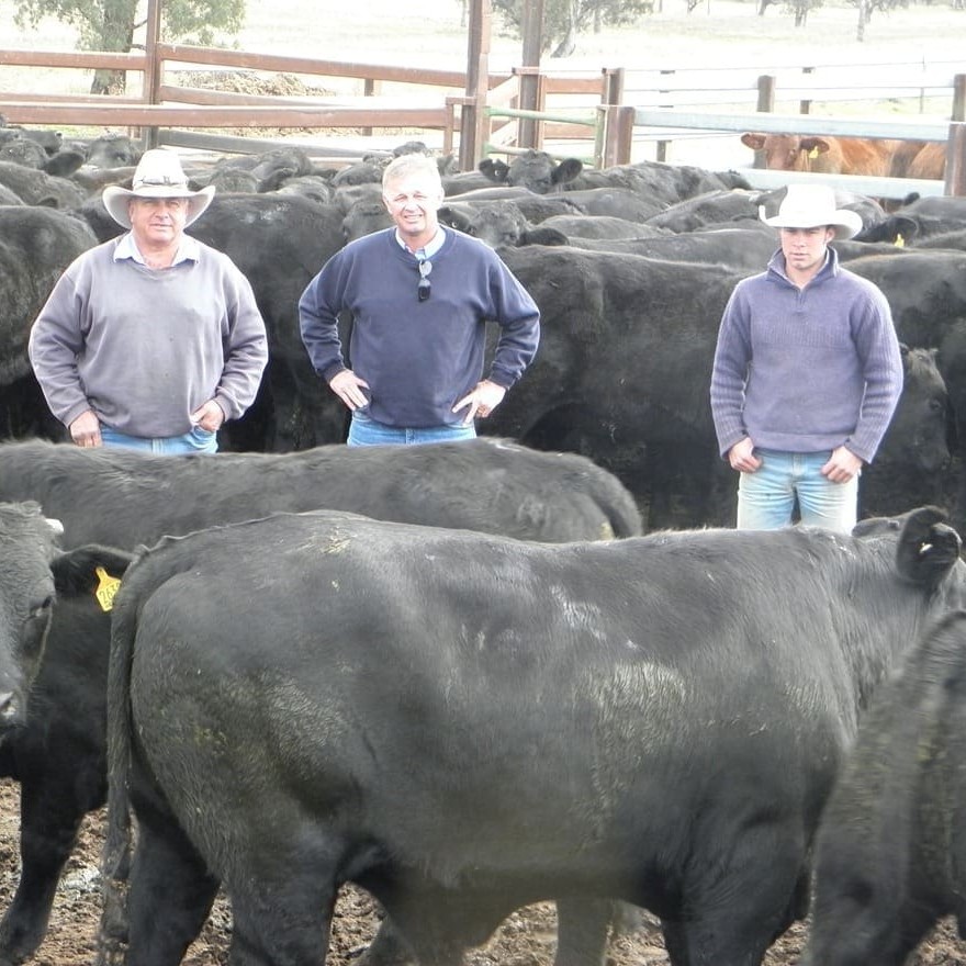 SJPM livestock manager, Tony Keate, left, and son David, right,survey Auctions-Plus steers on Macintyre Station with BJA's Bob Jamieson.