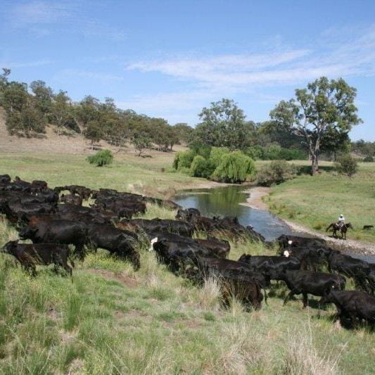 Shifting cattle on 10,000ha Macintyre Station, north of Inverell 