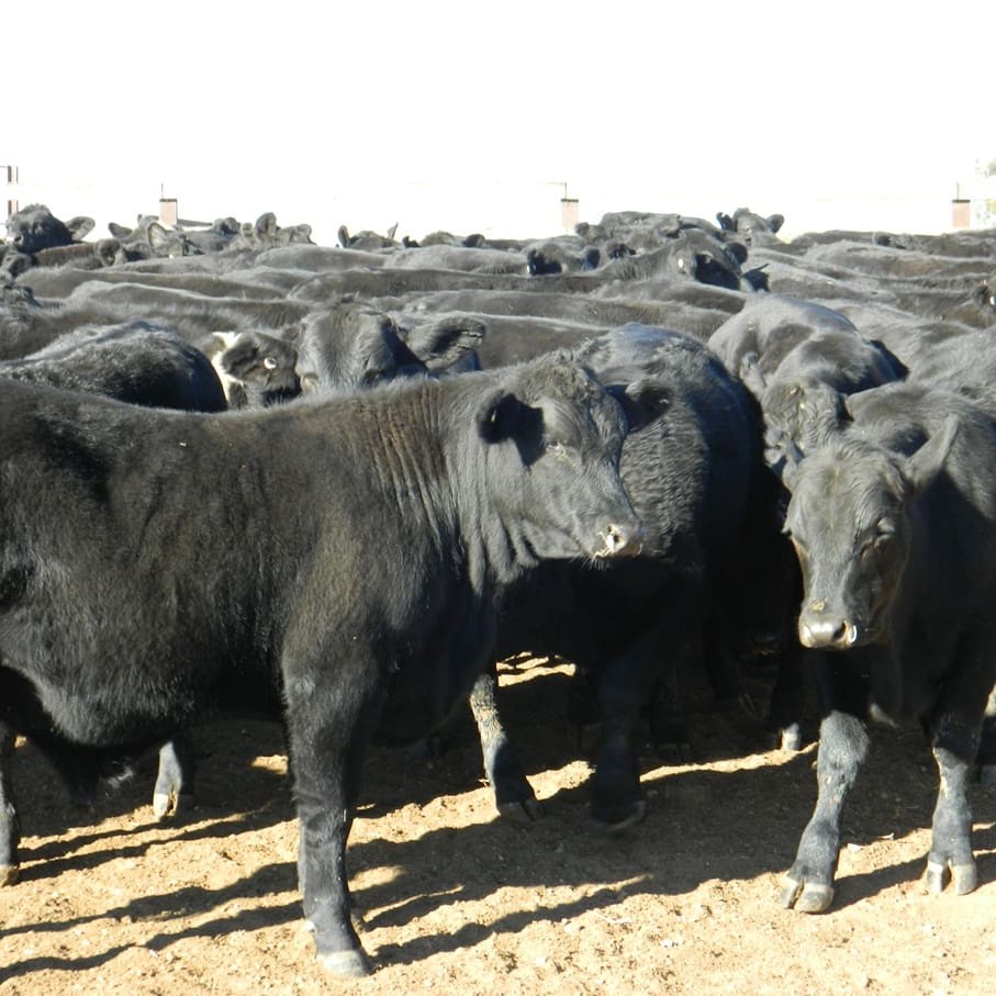 Macintyre Station Angus weaner steers averaged close to 180c/kg on Friday's AuctionsPlus sale
