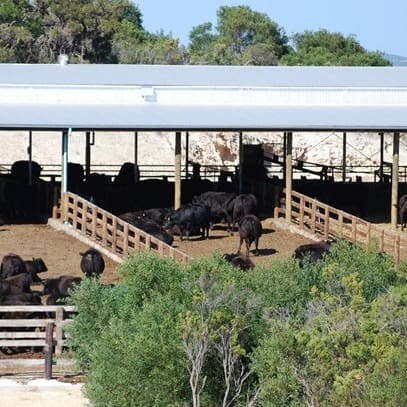 Mayura's specialised, shedded feedlot currently has 1700 head on feed 