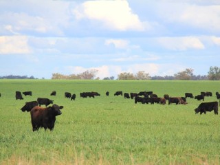 Barkly-Tableland-bred Wagyu F1 and F2 steers being backgrounded on Meteor Downs