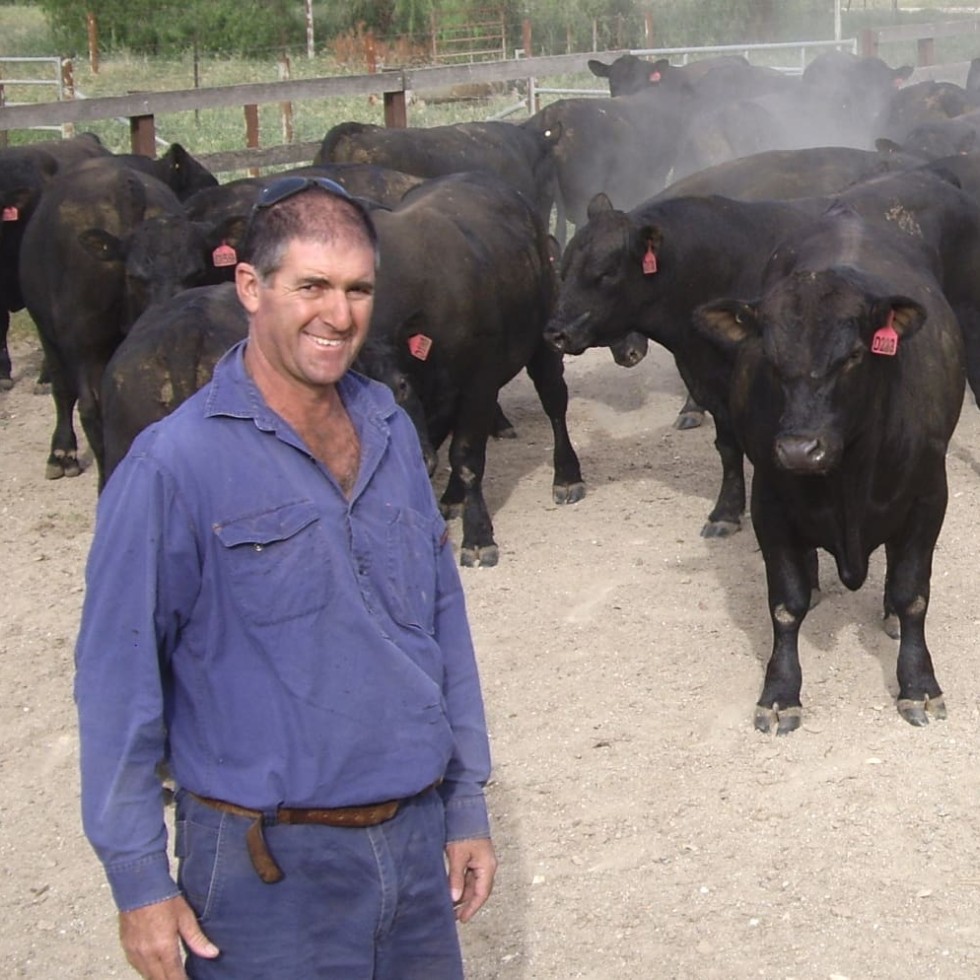 NSW DPI technical officer, Dave Mula, oversees the herd from the methane selection line of Angus cattle at Trangie Research Centre. 