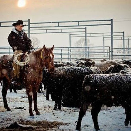 Australian and US-bred Angus heifers under management by imported cattlemen in breeding programs south of Moscow