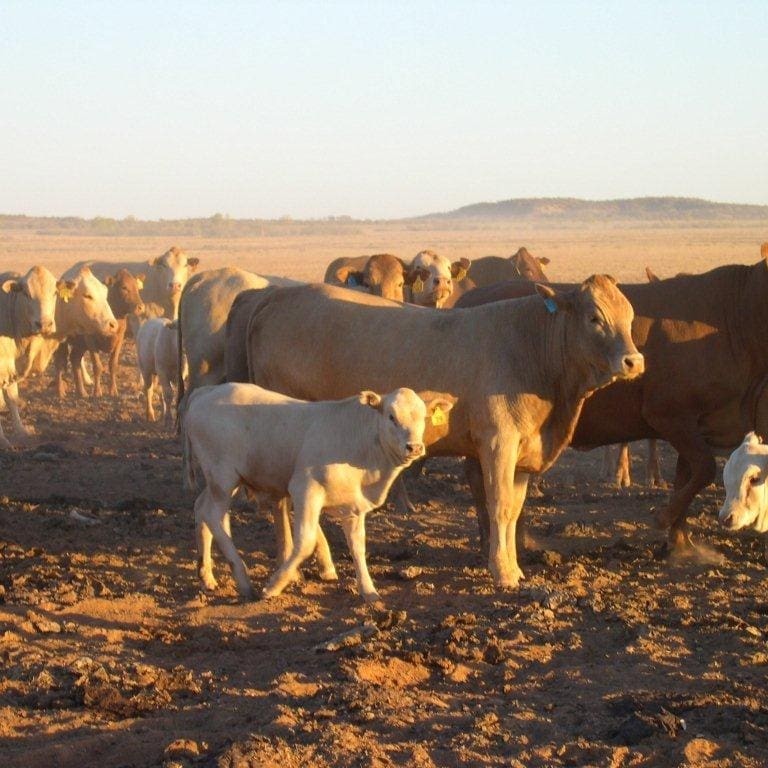 Tuli cattle currently stationed on Morney Plains