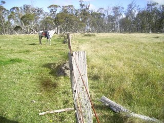 The Mountain Cattlemenâ??s Association of Victoria say this picture taken at the Dargo High plains in April 2011 after cattle were moved to the lowlands for winter shows the amount of fuel reduced by grazing.