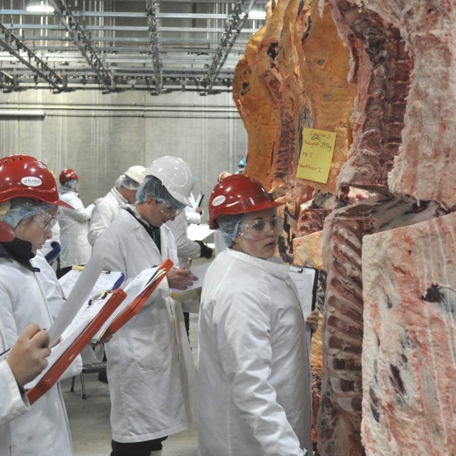 Murdoch University Students Laura Grubb, Asher Goddard and Ashleigh Evans at the 2012 ICMJ contest judging beef carcases