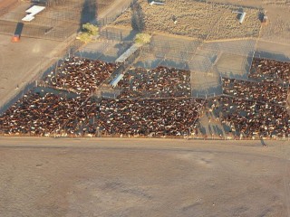 Cattle in the yards at NAPCo's Alexandria Downs on the territory side of the NT/Queensland border. 