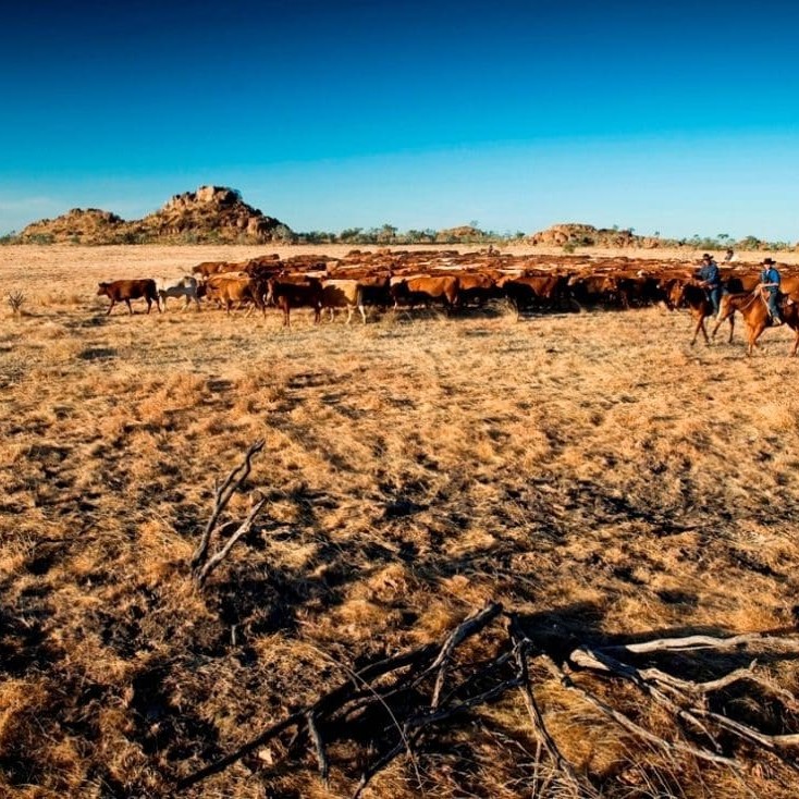 Shifting cattle on NAPCo's Boomara station in the gulf