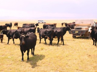 Breeders in New Mexico hang by a truck waiting for their daily pellet supplement ration