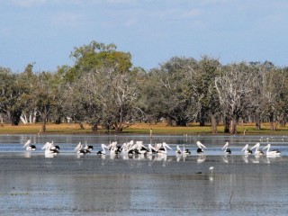 Birdlife on a wetland area of Lakefield Station.