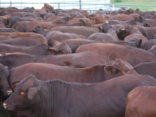 These bullocks are a sample of a 1200 head consignment from Mount Enniskillen at Blackall in central western Queensland that have been processed at the Nippon Meat Packers' Oakey over the past week.  The four to six tooth bullocks averaged 362.8kg and returned an extremely high compliance rate for the Japanese market, according to NMP Oakey livestock manager Kurt Wockner. 'They were all very well handled cattle with next to nil bruising,'  Mr Wockner said. 'They are prime example of the great season from the central west.'  