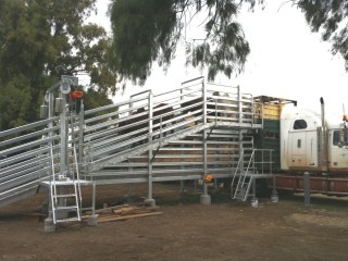 An early consignment of Durham Downs channel country steers being unloaded using a new ramp at Oakey abattoir's spelling yards. This should provide benefits to both the plant and cattle vendors, giving a quick and stress-free side-unload for road-trained western cattle to be spelled and fed away from the hustle and bustle of the plant.