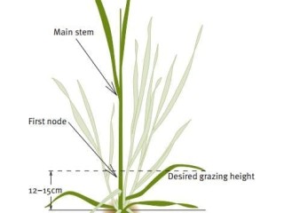 Recommended grazing height for forage oats. Click on image below story to view in larger format.