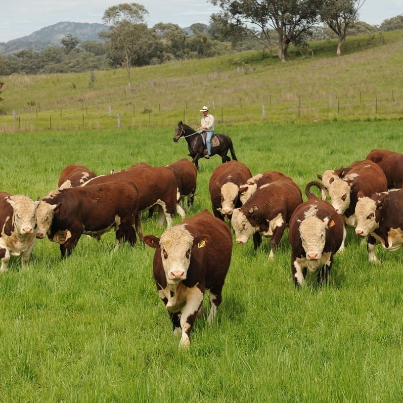 Predicted rain over the next two days is likely to have a large bearing over the performance of this year's oats crop. 