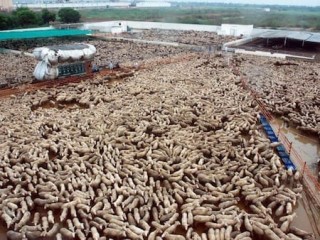 Australian sheep held in PK Livestock import's facility in Pakistan. 