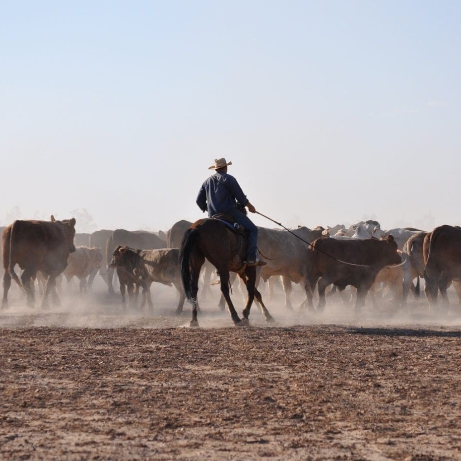 Mustering on Paraway's Davenport Downs in the Channel country