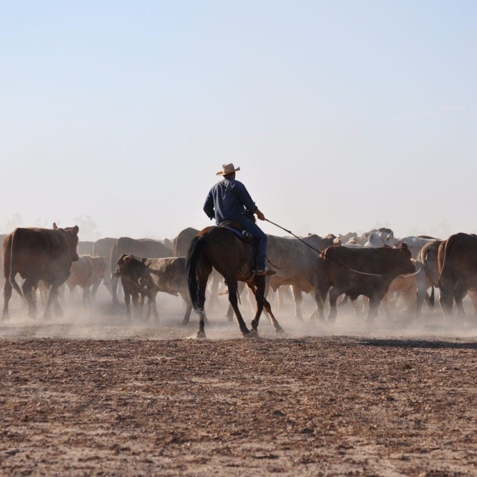 Mustering on Paraway's Davenport Downs station in the Channel Country