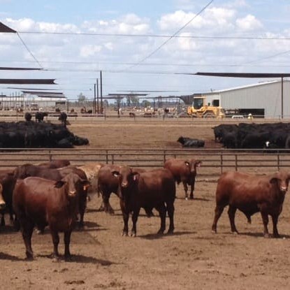 Black-coated Angus cattle in pens at rear are clearly seeking shade before lighter coated crossbreds in the foreground