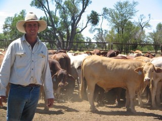 Augathella cattleman Peter Elmes handles tens of thousands of cattle a year in his role as western livestock manager for Allied Beef. 
