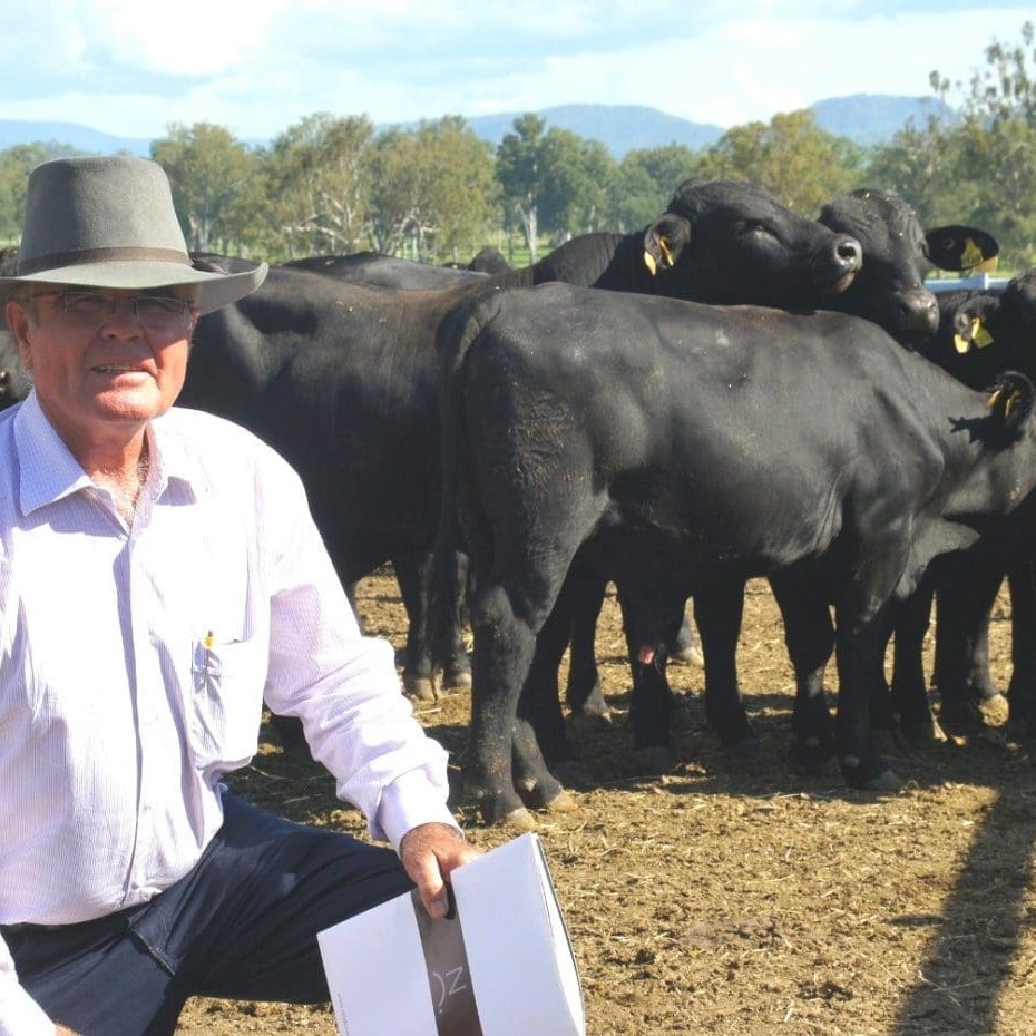 Georgina Pastoral Co's Peter Hughes with UltraBlack calves during an earlier visit to Nindooinbah, near Beaudesert 