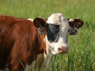 Cow receiving treatment for pinkeye at the U.S. Meat Animal Research Center, Clay Center, Nebraska. 