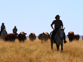 Guest drover Mal Cook leads the Harry Redford cattle drove through dense stands of grass along the Aramac to Muttaburra stock route this week. 