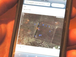 This I-Phone shows the current position of stock in a paddock, indicated with blue dots, using Taggle tags and triangulation systems to pinpoint their whereabouts