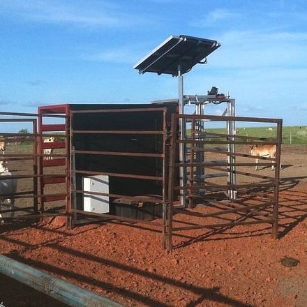 This prototype Remote Livestock Management System installed on Brunchilly station in the NT, comprises walk-over-weighing unit and auto-drafter