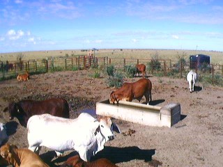 A remote camera image from the Richmond Beef Challenge on the usee website that allows producers to monitor the trial from their computer. 