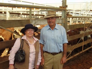 Gerald and Gay Burey, Springhill, Amby, sold Angus/Hereford steers to a top of 220c/kg for 373kg to return $821/head at Roma's Store Sale on Tuesday. Picture: Martin Bunyard