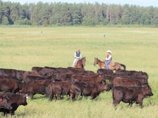 Angus cattle in Russia. Image: Miratorg.