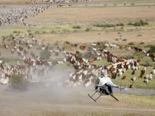 Mustering on the Barkly.