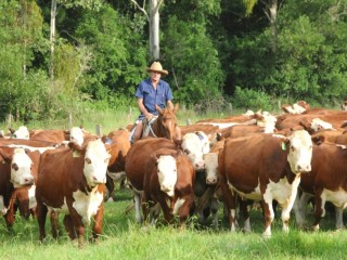 Cashflow will be a key determinant of southern restocker activity this year according to livestock agents. 